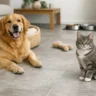 Best Floor Tiles for Pets: Style That Lasts